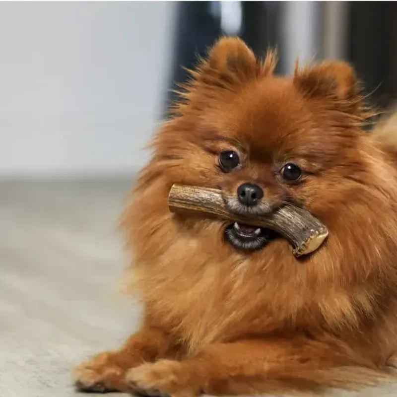 Spitz poméranien roux duveteux mâchant joyeusement une friandise en bois de cerf, allongé sur un sol