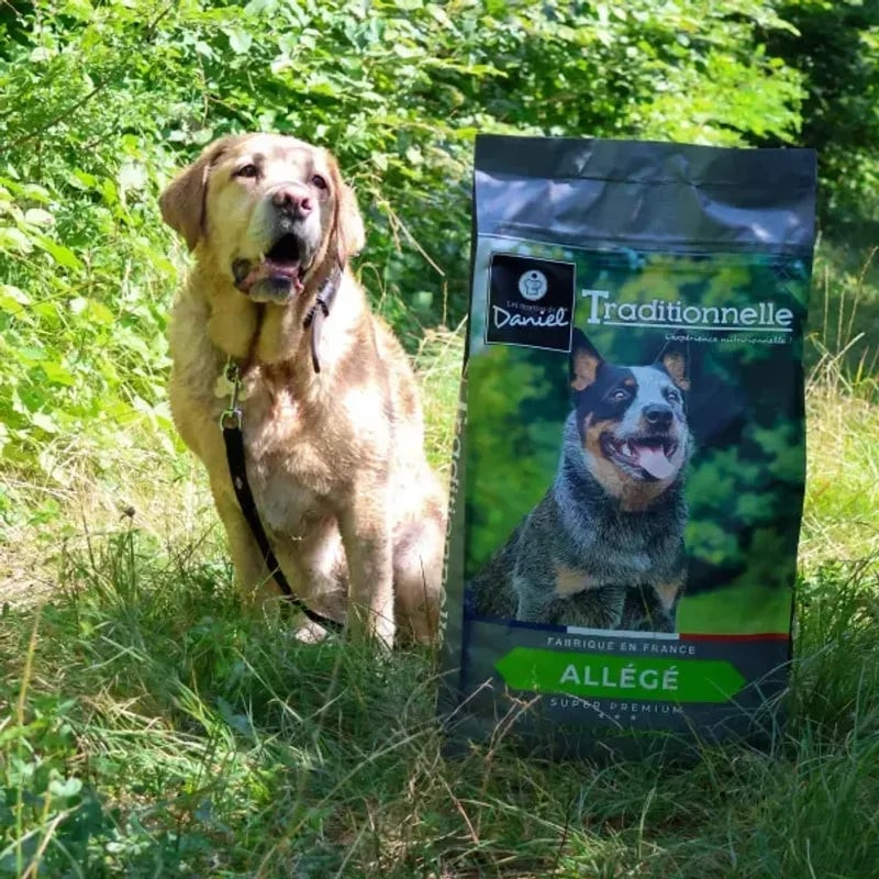 Golden Labrador Retriever assis sur l'herbe près d'un sac de croquettes Les Recettes de Daniel Tradi