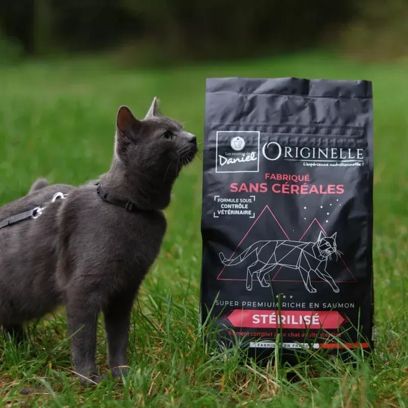 Chat gris au collier debout sur l'herbe près du sac Les Recettes de Daniel Originelle 2,5 kg au saum