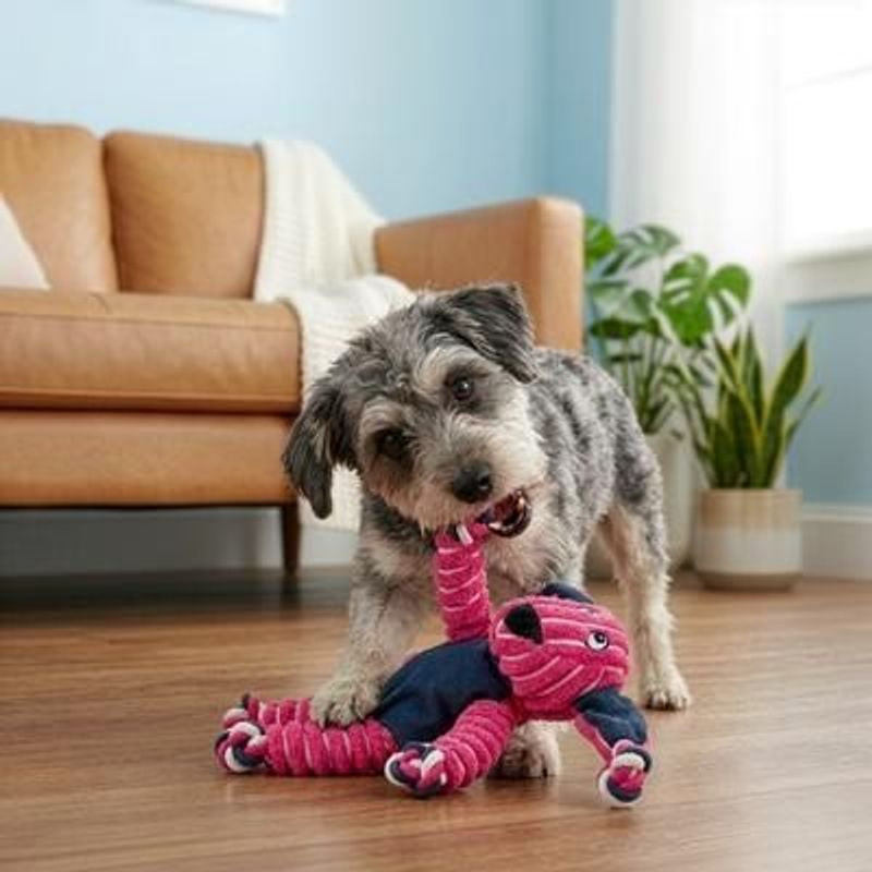 Petit chien gris mordille et secoue joyeusement le jouet lapin rose KONG Floppy Knots sur un sol en 