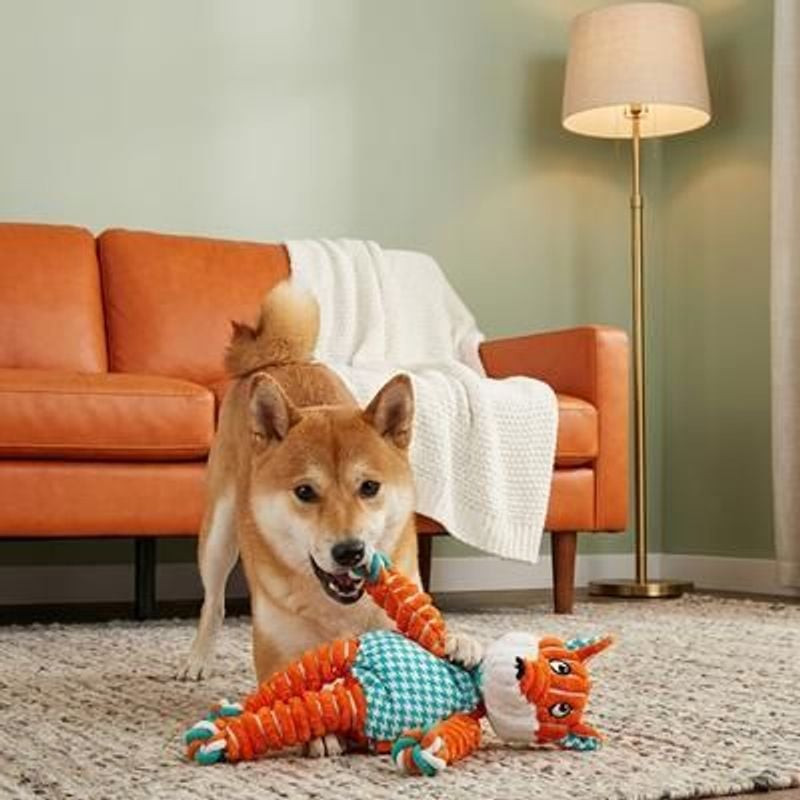 Chien Shiba Inu jouant activement avec le jouet KONG Floppy Knots Renard sur le sol du salon, mordan