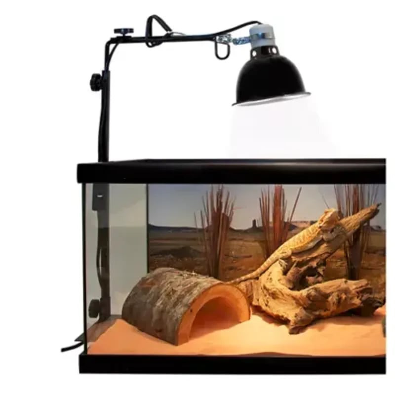 Lampe à pince Zoo Med fixée sur bord de terrarium, illuminant l'habitat de dragon barbu avec roches,