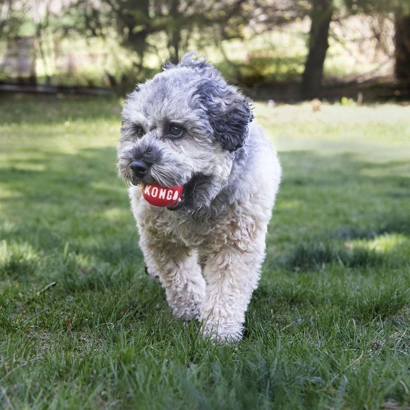 Chien gris duveteux portant une balle rouge KONG Signature en bouche lors d'un jeu de récupération e