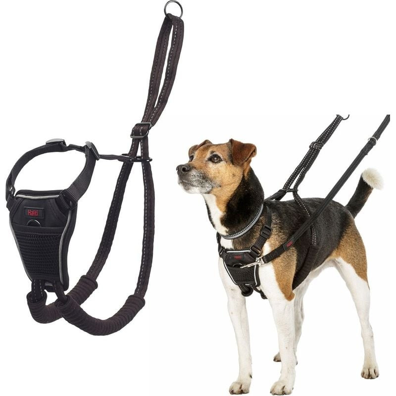 Harnais Non-Pull Halti taille S sur un petit Jack Russell Terrier, vues avant et côté avec attaches 
