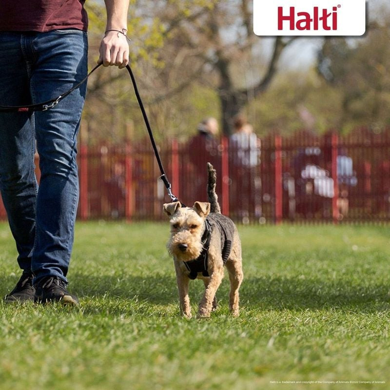 Grand Weimaraner gris portant le harnais Non-Pull Halti avec deux laisses attachées, démontrant le c