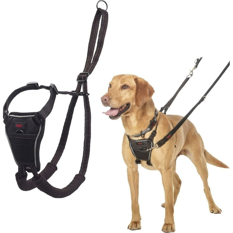 Harnais Halti No Pull porté par un Labrador Retriever debout à côté d'un présentoir de harnais, démo