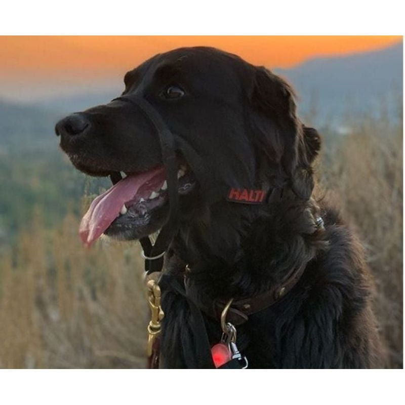 Licol Halti taille 4 noir présenté à côté de sa boîte d'emballage bleue, avec laisse attachée et car