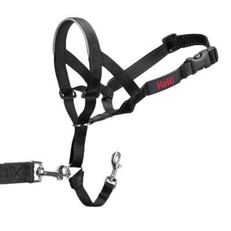 Licol Halti noir taille 4 sur un Labrador Retriever noir en extérieur au coucher du soleil, avec col
