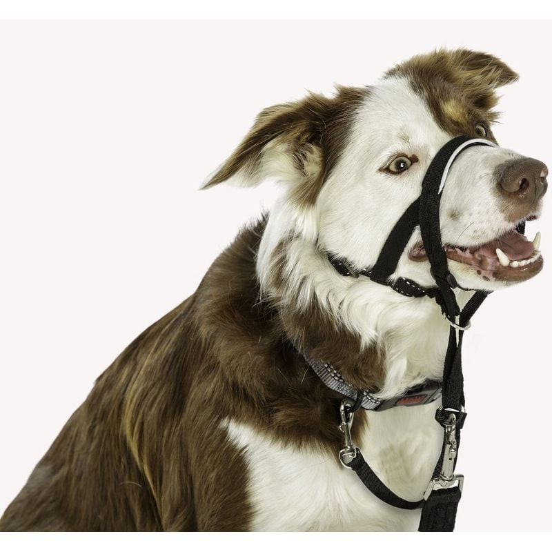 Femme promenant un golden retriever avec licol Halti Headcollar taille 2 noir au parc, démontrant so
