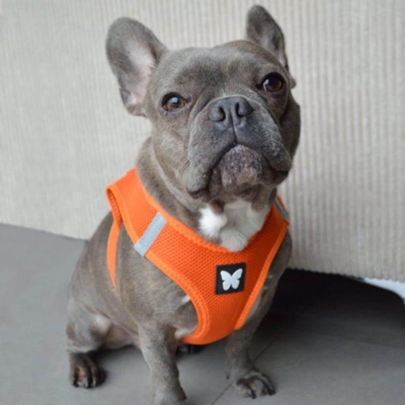 Bouledogue français portant harnais mesh Martin Sellier orange XS, assis sur sol clair fond neutre, 