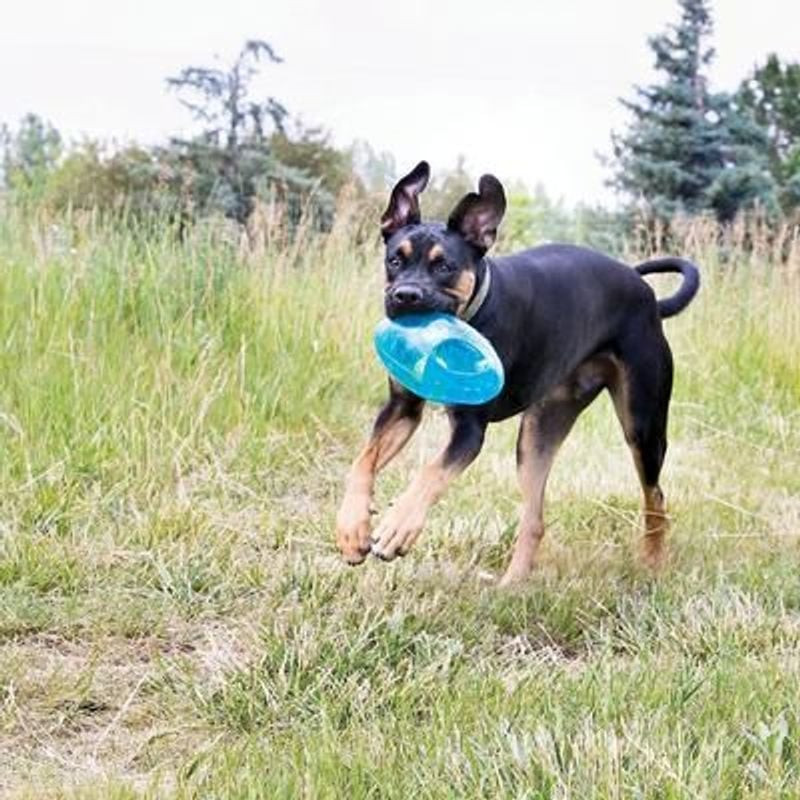 Chien noir courant dans un champ avec le jouet KONG Jumbler Football ML bleu en bouche pendant un je