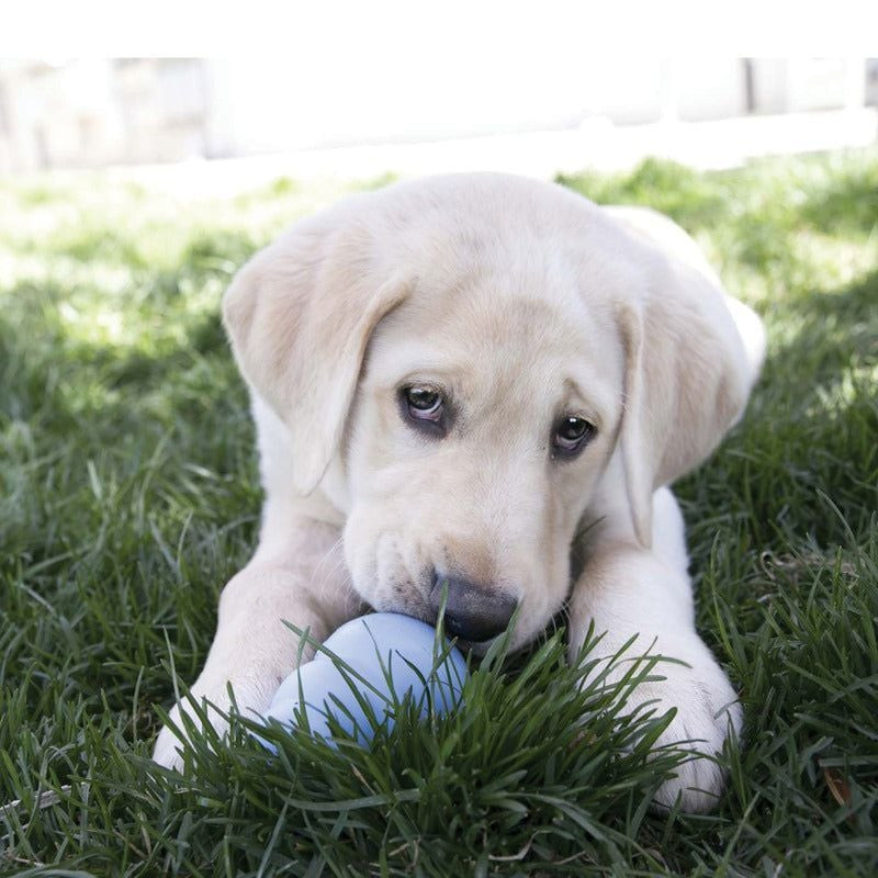 Chiot Labrador jaune sur l'herbe mordille joyeusement un jouet KONG bleu, prise de vue lifestyle ext