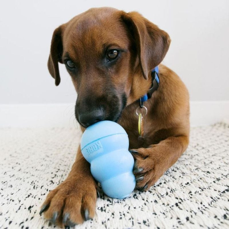 Chiot marron mâchant jouet KONG bleu au sol, profitant du jeu avec collier et médailles, mettant en 