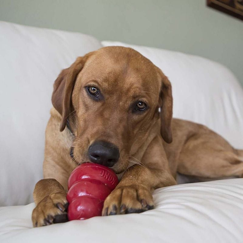 Labrador Retriever brun se prélassant sur canapé blanc, mâchant joyeusement un jouet KONG rouge, cad