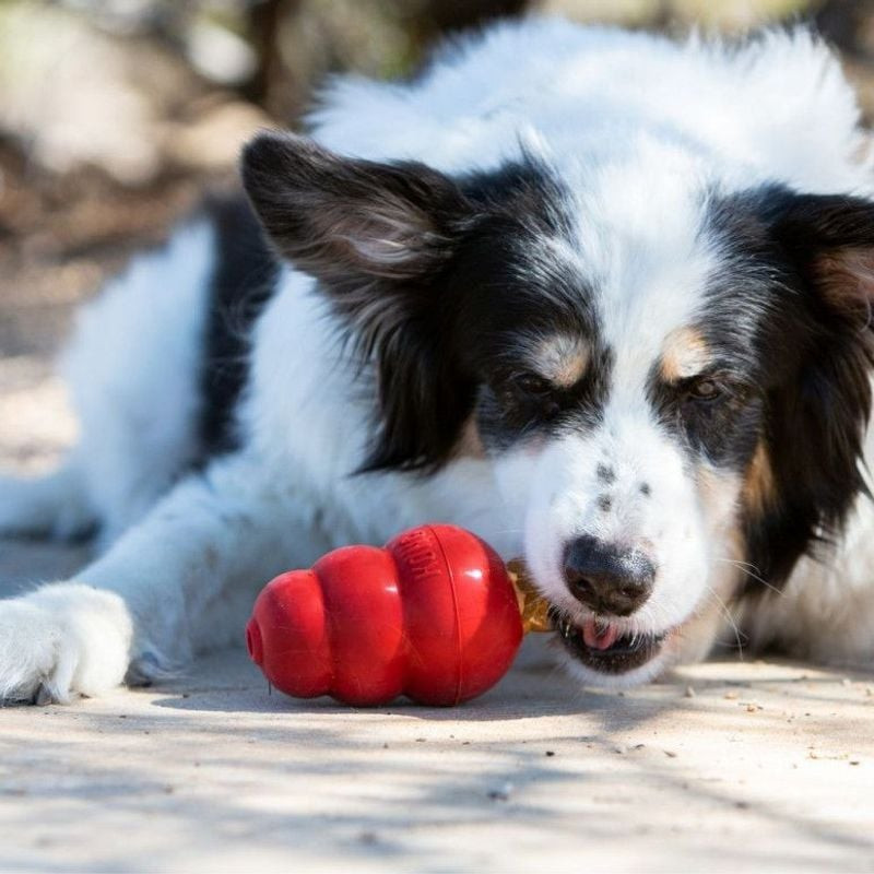 Border Collie à bordure blanche mâche jouet KONG rouge avec friandise visible en extérieur, profitan