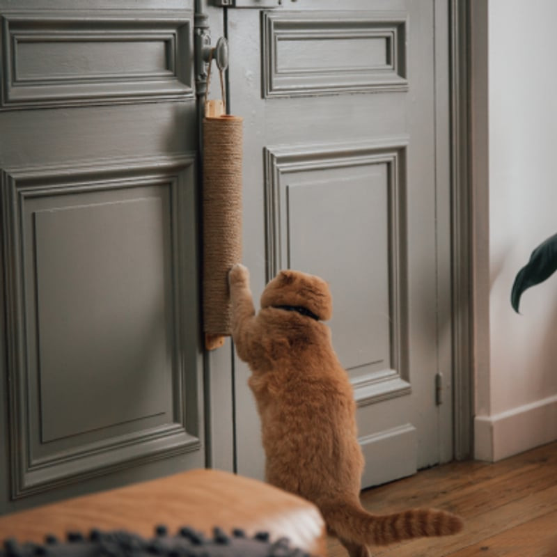 Chat Scottish Fold orange gratte activement le griffoir Martin Sellier 1143296 en sisal monté près d
