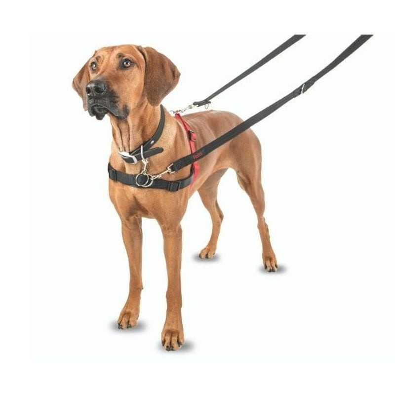 Chien Rhodesian Ridgeback portant harnais Halti rouge anti-traction, debout avec deux laisses attach