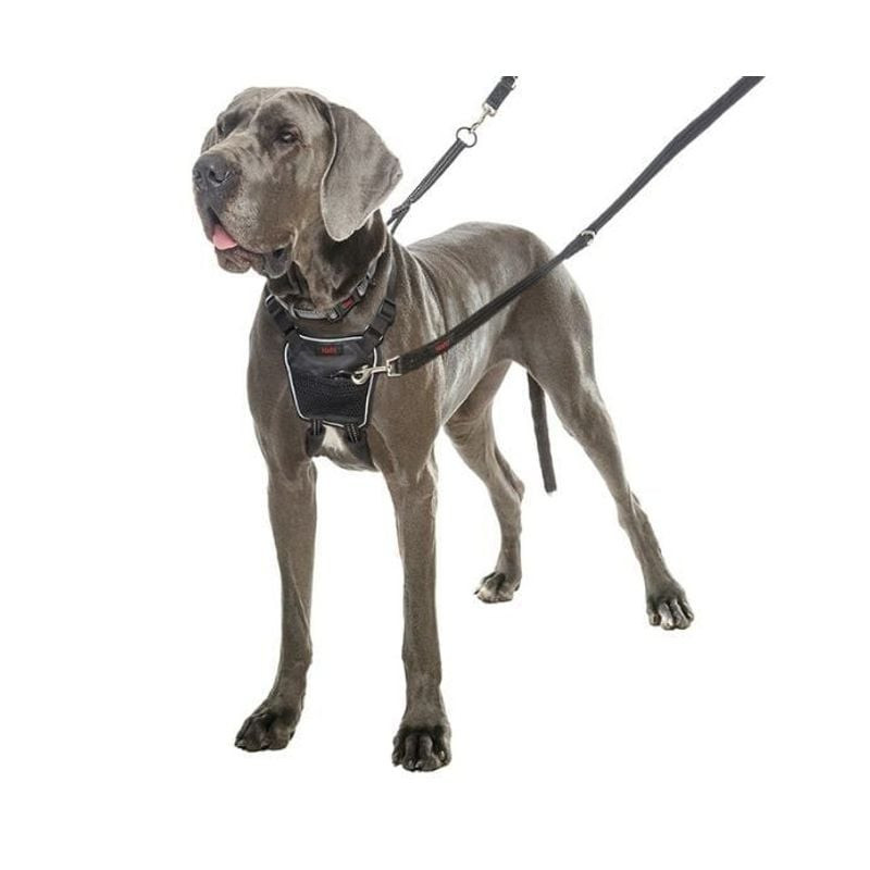 Grand Danois portant le harnais anti-traction Halti No-Pull noir taille M, démontrant son ajustement