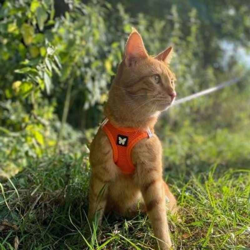 Bouledogue français gris portant le harnais mesh Martin Sellier XL orange, assis en intérieur, démon