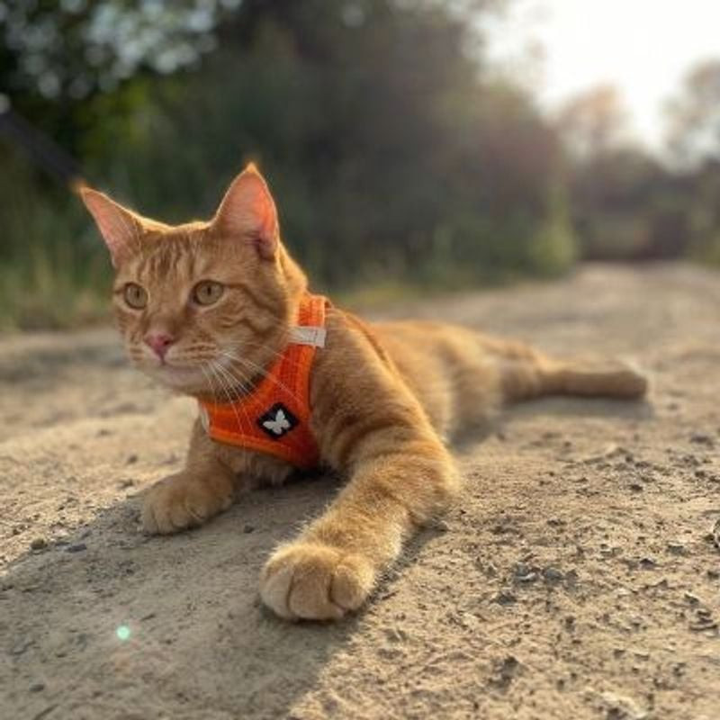 Chat roux portant harnais mesh Martin Sellier orange XL en extérieur dans la nature, montrant mobili