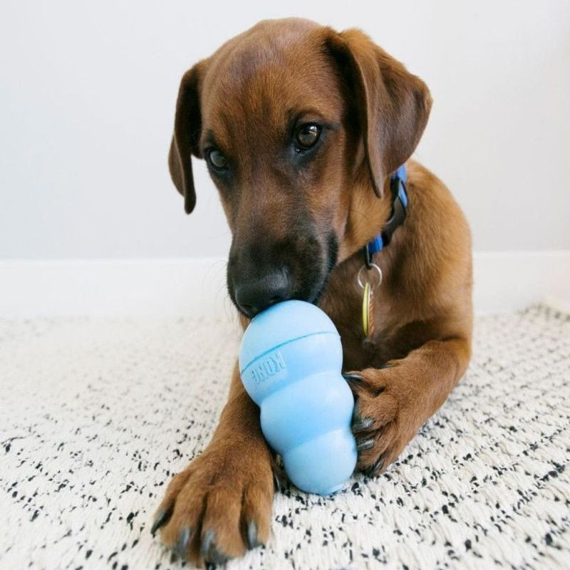Jeune fille tenant un chiot boxer mâchant un jouet KONG Puppy rose en extérieur sur herbe verte, fav