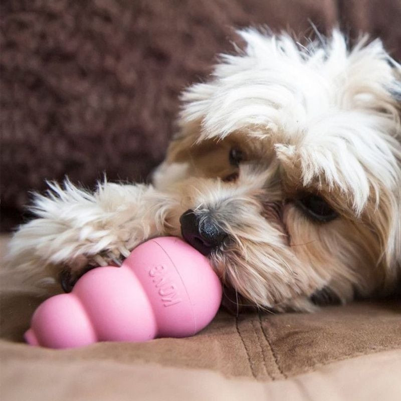 Jeune fille tenant un chiot boxer mâchant le jouet KONG Puppy S rose en extérieur sur herbe verte.