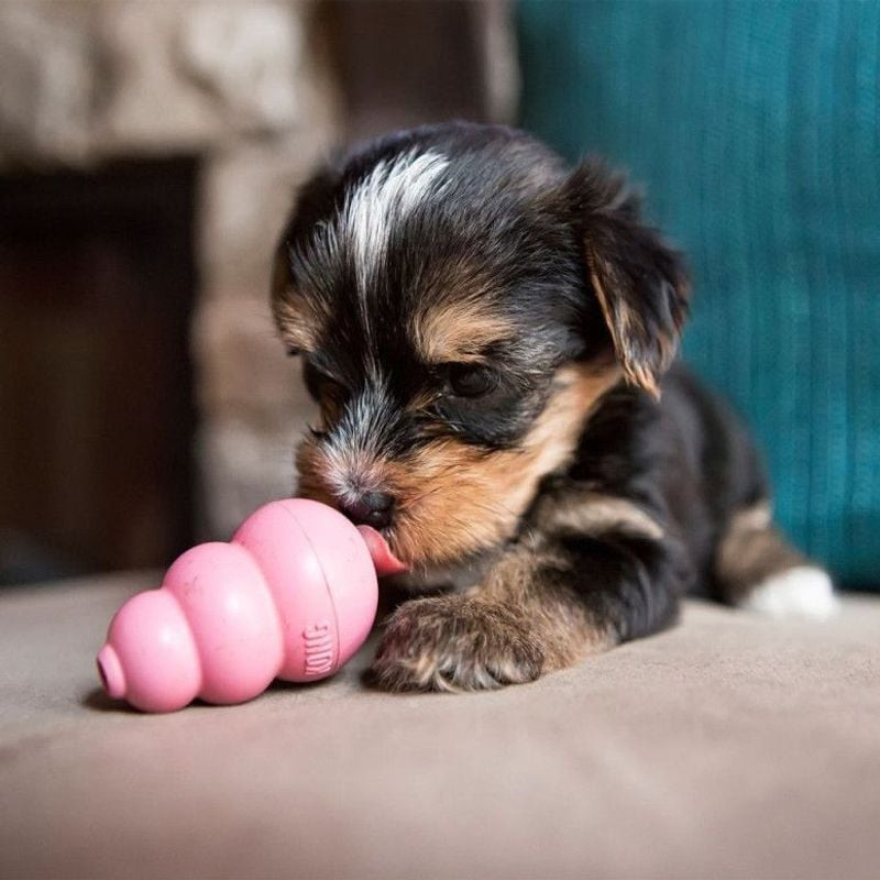 Chiot yorkie mâchant le jouet rose KONG Puppy XS sur le canapé, soulageant la dentition et favorisan