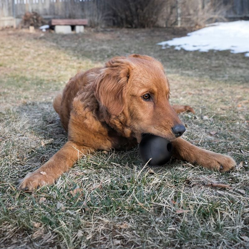 Balle KONG Extreme S noire pour chien en emballage retail avec étiquette Small/Petit, images produit