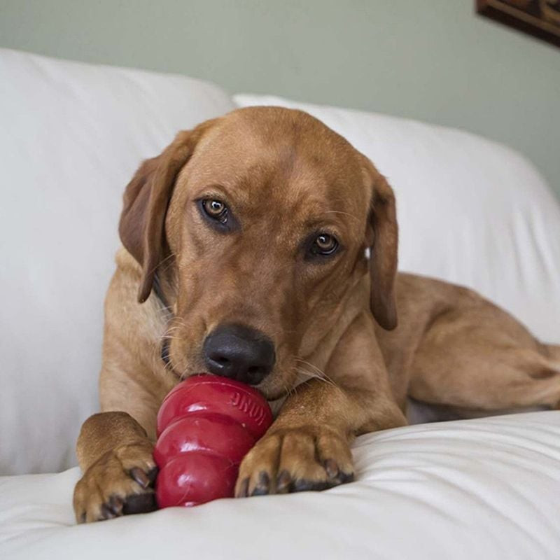 Chien marron se prélassant sur canapé blanc, mâchant joyeusement un jouet KONG rouge, savourant les 