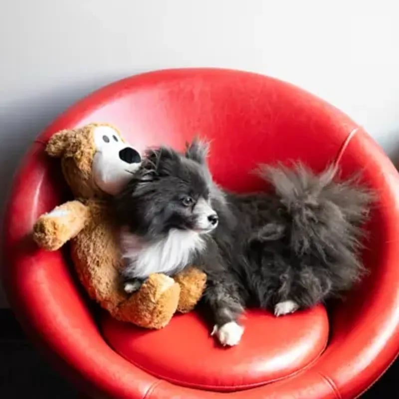 Image lifestyle : petit chien gris câlinant le jouet KONG Wild Knots Bear XL sur fauteuil rouge, mon