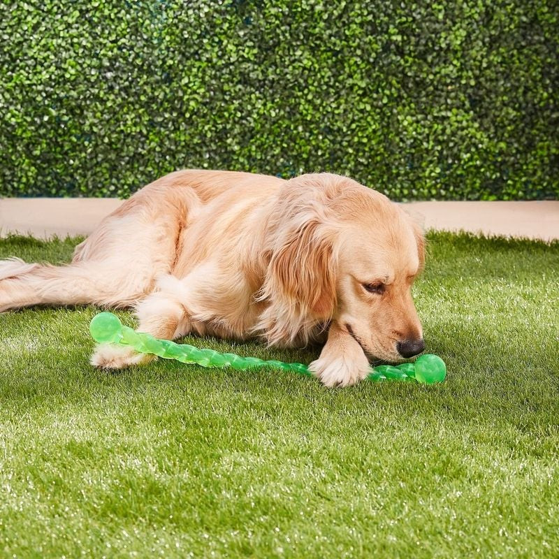 Retriever doré couché sur l'herbe verte, mâchouillant de près le jouet KONG Safestix M vert à design