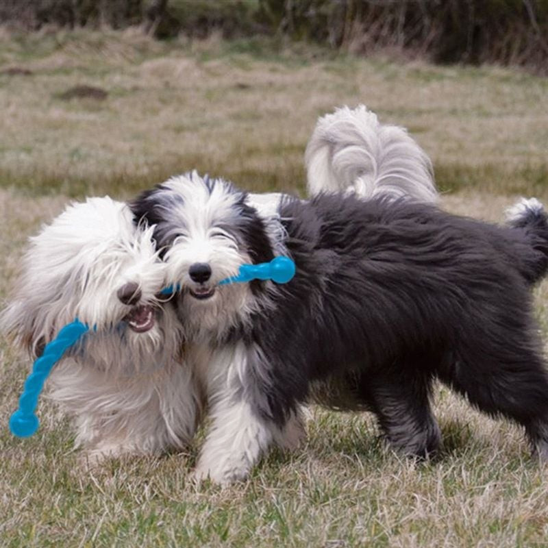 Deux chiens, bearded collies blanc et noir, jouant au tir à la corde avec le jouet bleu KONG Safesti