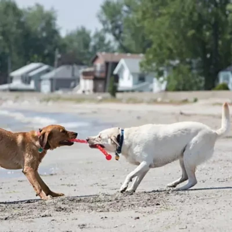 Deux chiens mouillés, labradors marron et blanc, tirent le jouet KONG Safestix rouge sur plage sable