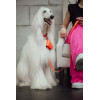 Collier confort Martin Sellier en cuir orange (14-35cm) pour chien