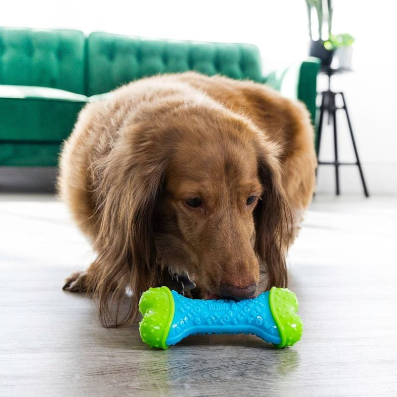 Chien de taille moyenne jouant au fetch avec le jouet KONG Holiday CoreStrength dans un jardin ennei