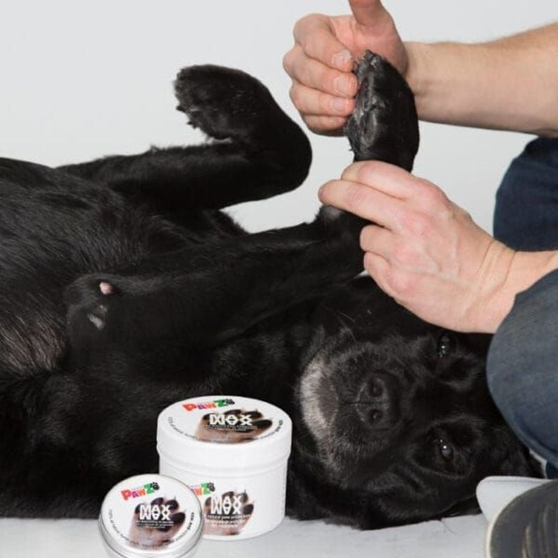 Chien en promenade hivernale avec le baume protecteur Pawz Maxwax Gloria pour pattes de chien 60g ap