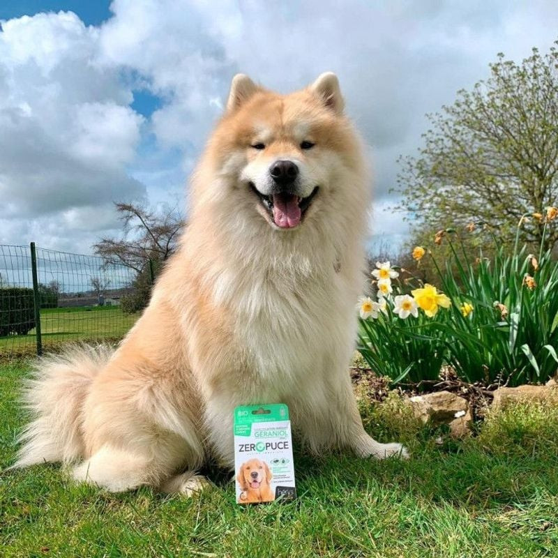 Plan d'ambiance : grand chien heureux chez lui avec pipettes HERY, facilité d'utilisation.