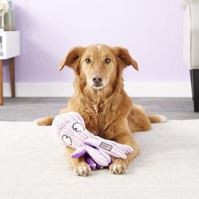 Chien heureux jouant avec le jouet en peluche vert KONG Cuteseas Octopus, tenant un tentacule dans l