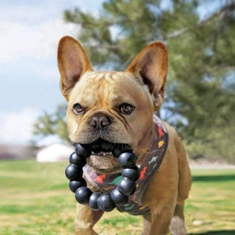 Grand chien jouant avec le jouet KONG Extreme Ring XL, le tenant dans sa gueule et mâchant avec sati