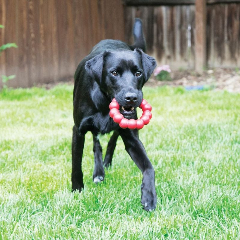 Un chien de taille moyenne qui poursuit joyeusement un jouet KONG Ring rouge dans un jardin.