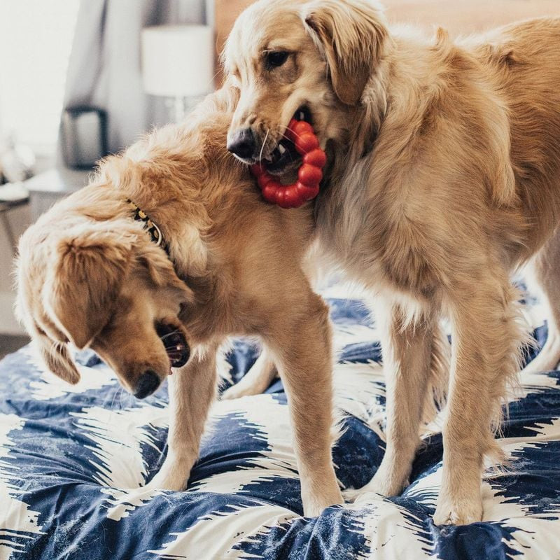 Chien jouant avec l'anneau KONG dans un jardin – style de vie