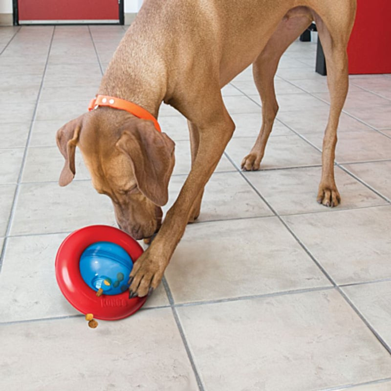 Un grand chien jouant avec le jouet interactif KONG Gyro L sur le sol du salon, le faisant rouler po