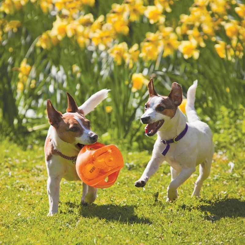 Chien jouant avec la KONG Jumbler Ball à l'extérieur, saisissant la poignée et la secouant.