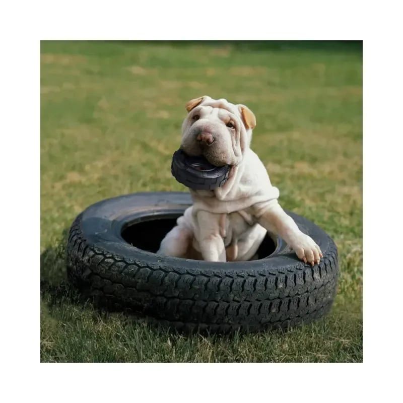 Chien jouant avec le jouet à mâcher 1964335 KONG Extreme Tires en extérieur.