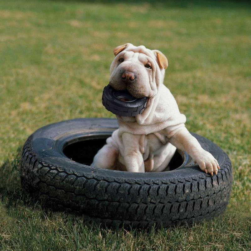 Petit chien jouant avec le jouet KONG Extreme Tires S, mâchant le jouet en caoutchouc noir en forme 