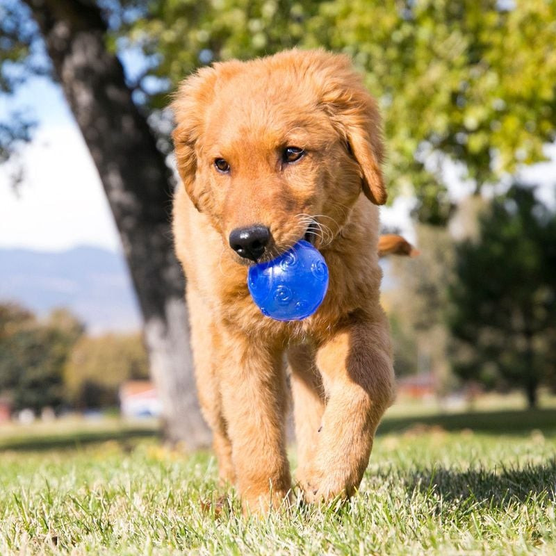 Un chien heureux attrapant une balle KONG Squeezz bleue lors d'un jeu de fetch en extérieur.