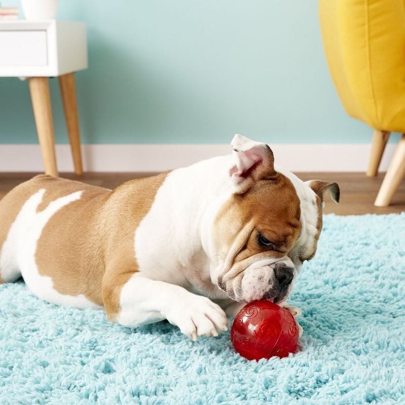 Un chien tenant une balle KONG Squeezz Ball rouge dans sa gueule, montrant la taille et la texture d