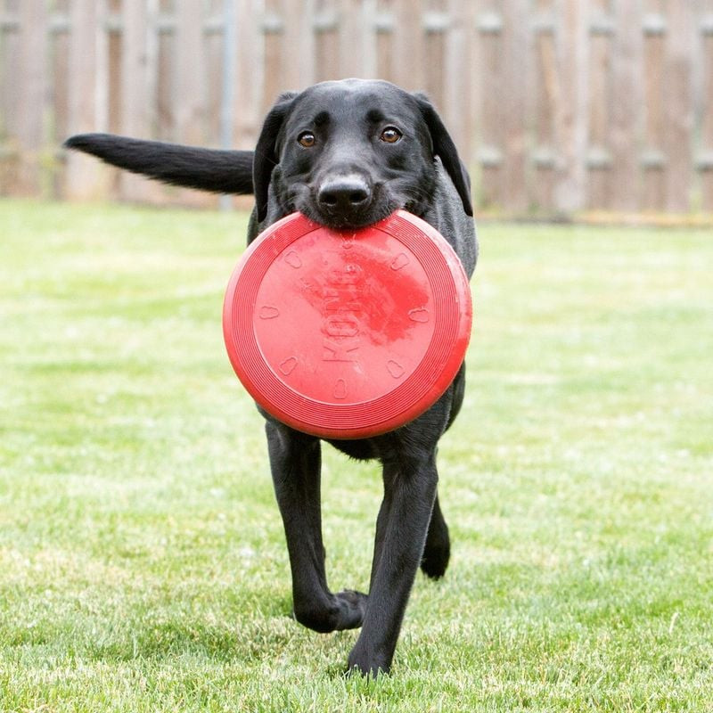 Chien attrapant le disque volant KONG Flyer S dans un parc lors d'un jeu de rapport