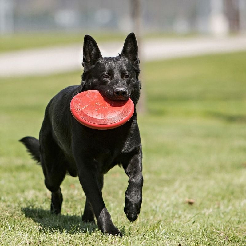 Chien heureux tenant le disque KONG Flyer S dans sa bouche après une capture réussie