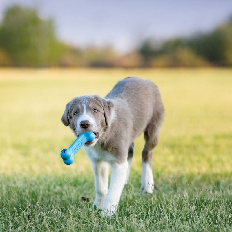 Chiot jouant avec KONG Goodie Bone dans un cadre ambiant, montrant la taille et l'usage du jouet.